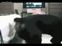[ Zoophilia Porn Video ] Skinny dark brown records herself getting pounded by dog